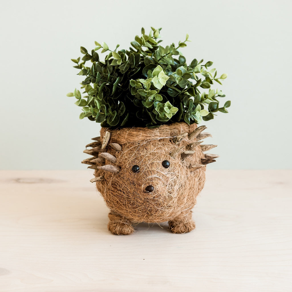 Hedgehog coco coir planter holding a mini jade plant on a wood tabletop with a white wall behind.