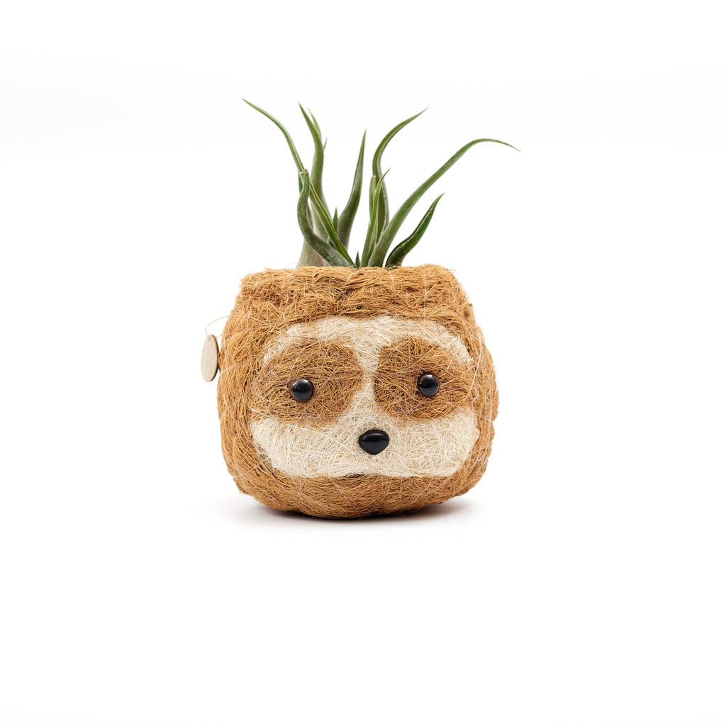 Sloth head with tan eye patches coco coir planter holding an air plant in front of a white background.