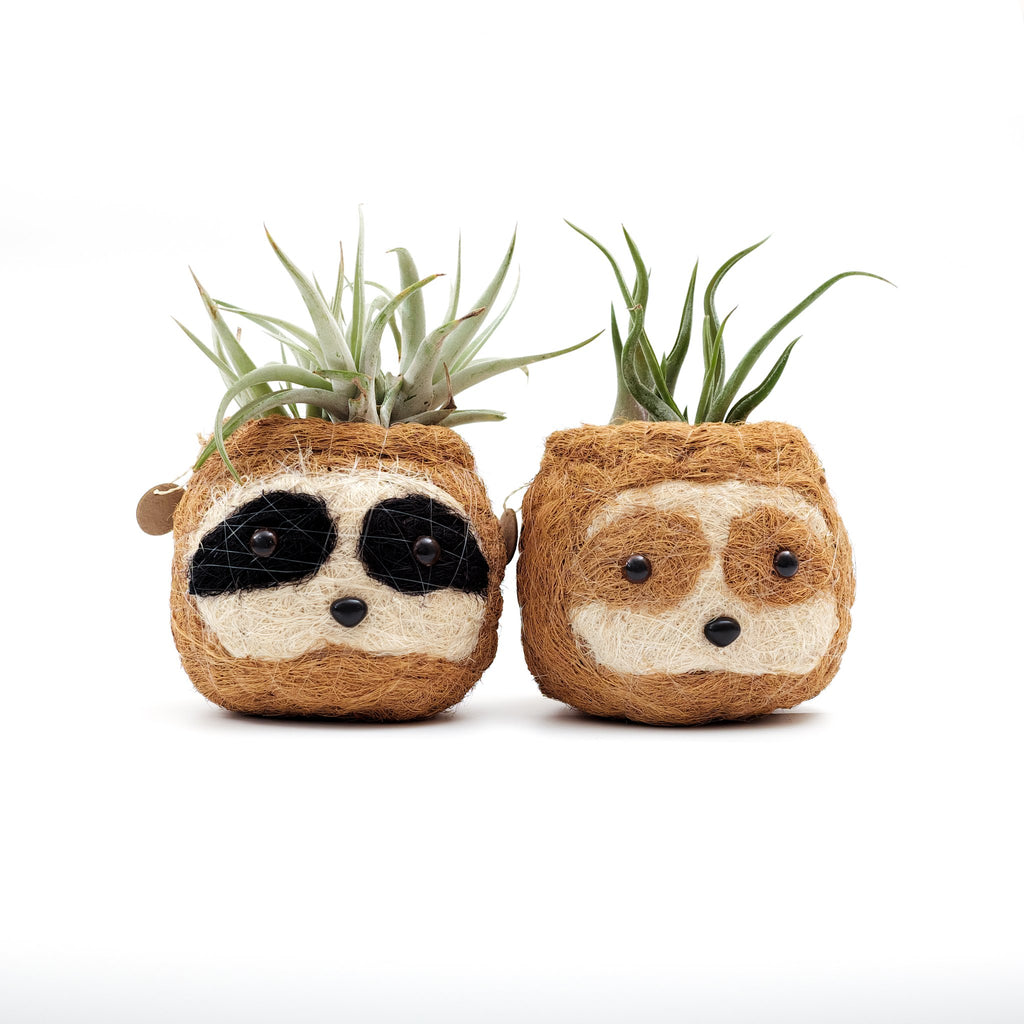 Two sloth head coco coir planters holding air plants in front of a white background. One has black eye patches and one has tan eye patches.
