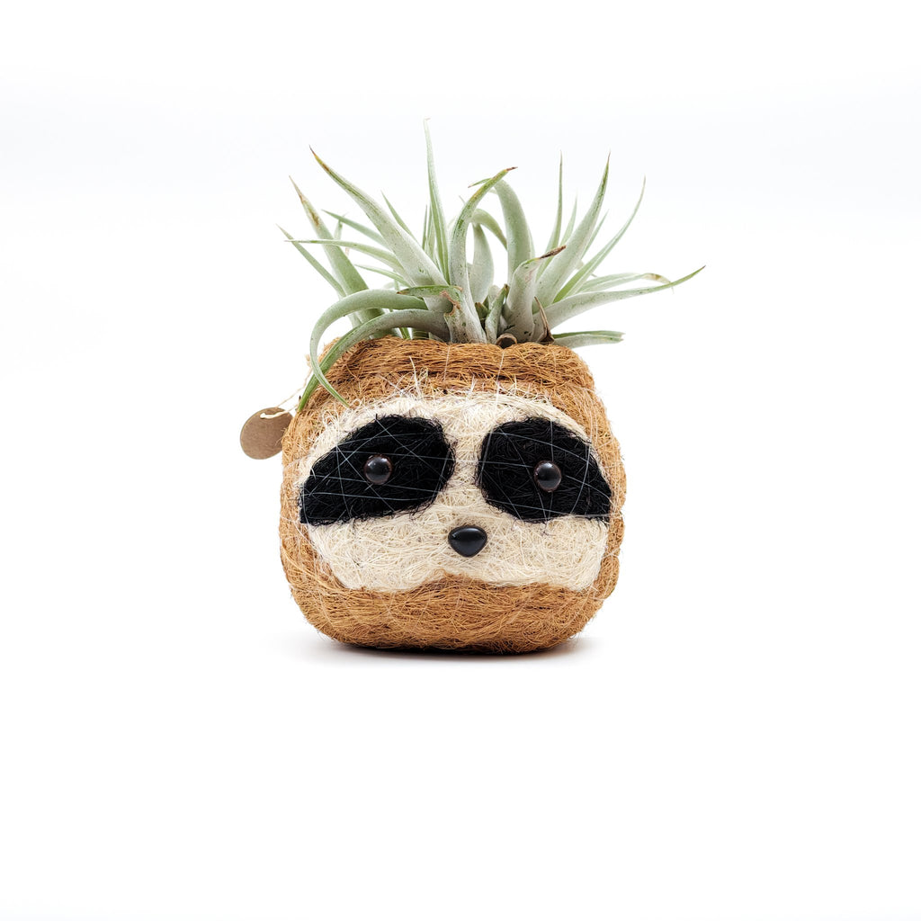 Sloth head with black eye patches coco coir planter holding an air plant in front of a white background.