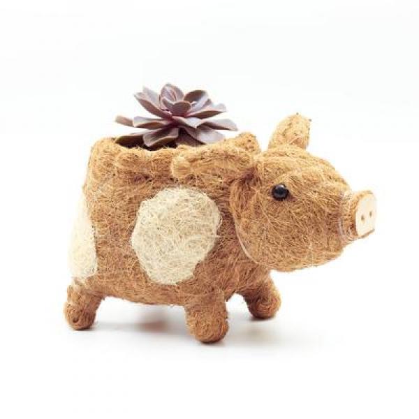 Coco coir pig planter holds a succulent on a white background.