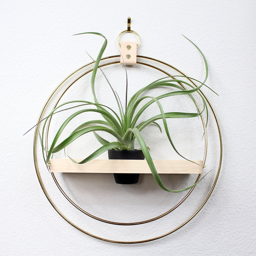 Two large brass rings hold an oak shelf in the middle. The oak shelf has a hole for a small black clay pot holding an air plant. Hangs by a leather strap and brass ring at top. White wall behind.