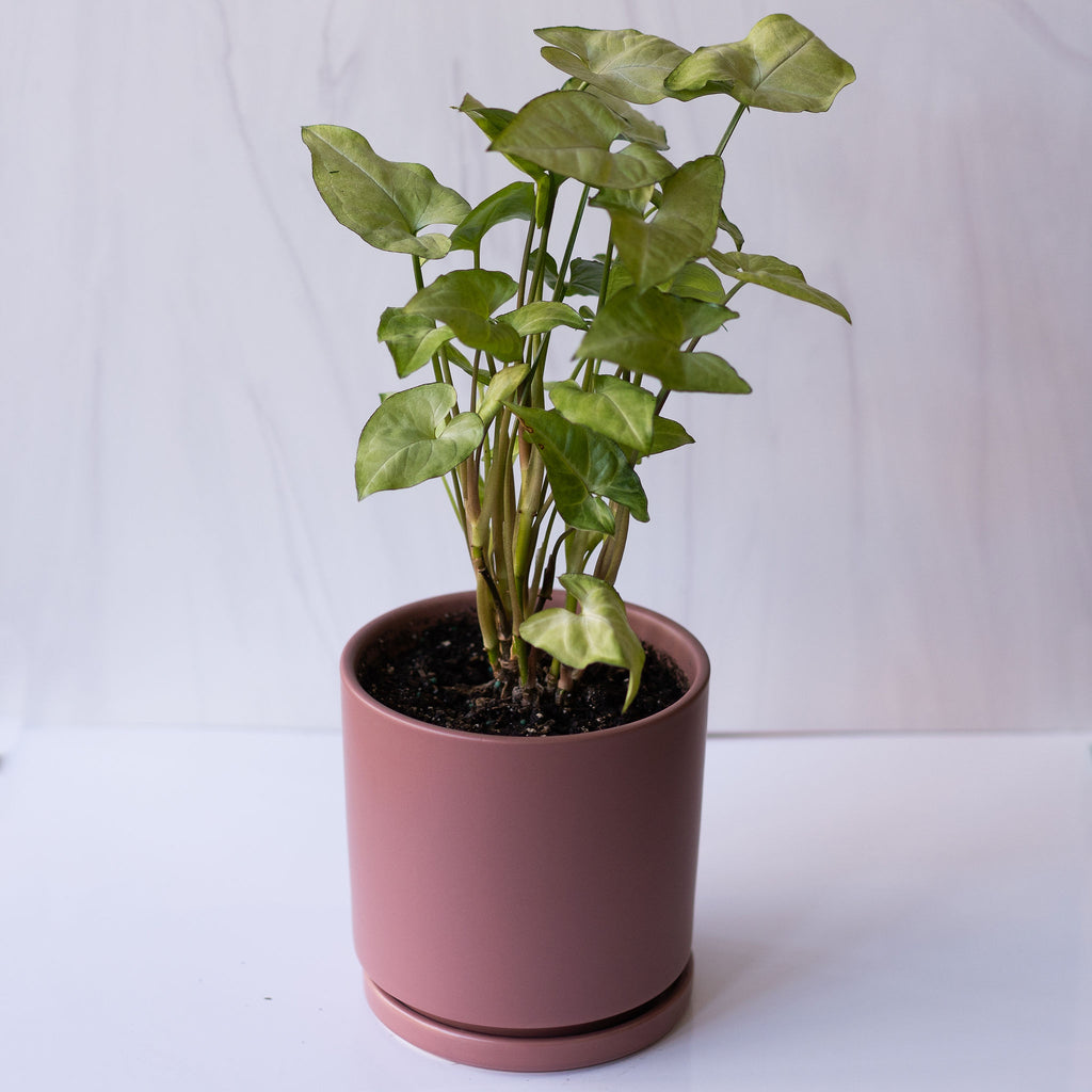 Arrowhead Plant in a 6.5 inch Dusty Rose Porcelain Plant Pot with tray.