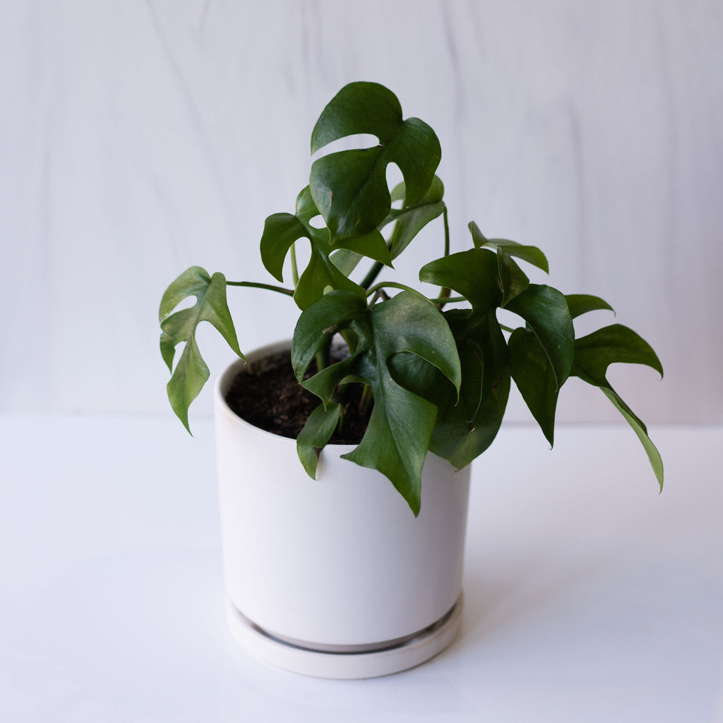 R. Tetrasperma Plant in a 6.5 inch White Porcelain Plant Pot with tray.