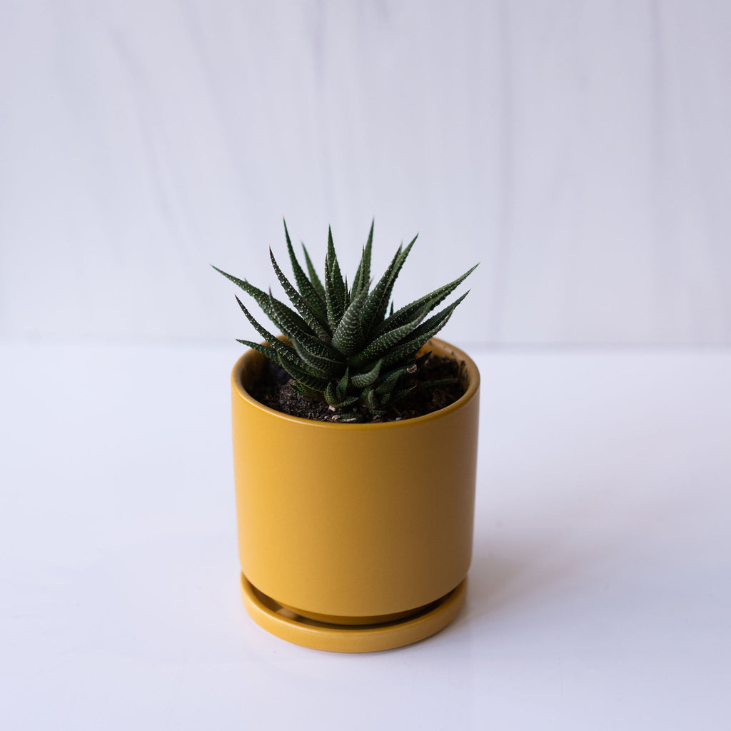 Haworthia plant in a 4.5 inch mustard porcelain plant pot with tray.