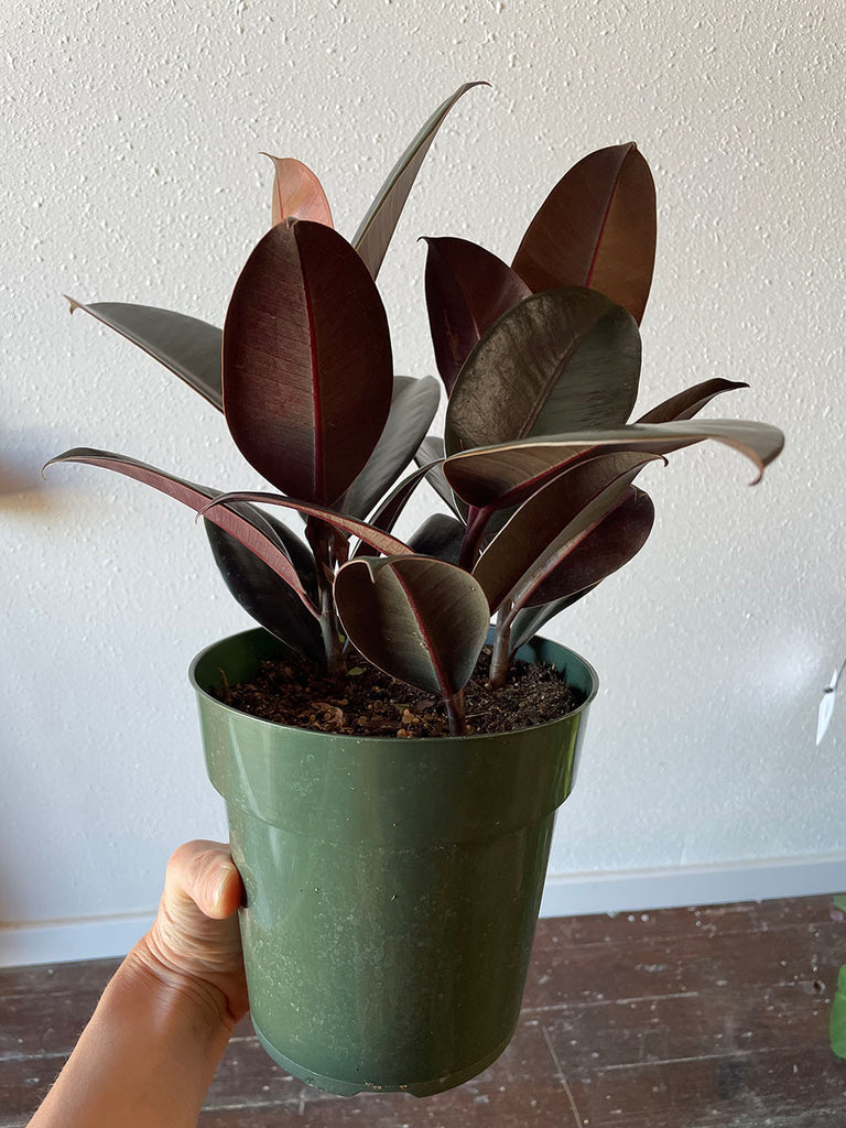 Ficus Elastica, Rubber Tree in a green pot held by a hand in front of a white wall.