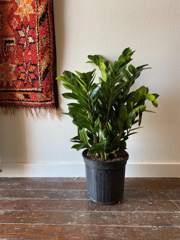 ZZ Plant sits on a wood floor in front of a white wall with a rug peeking in at corner.