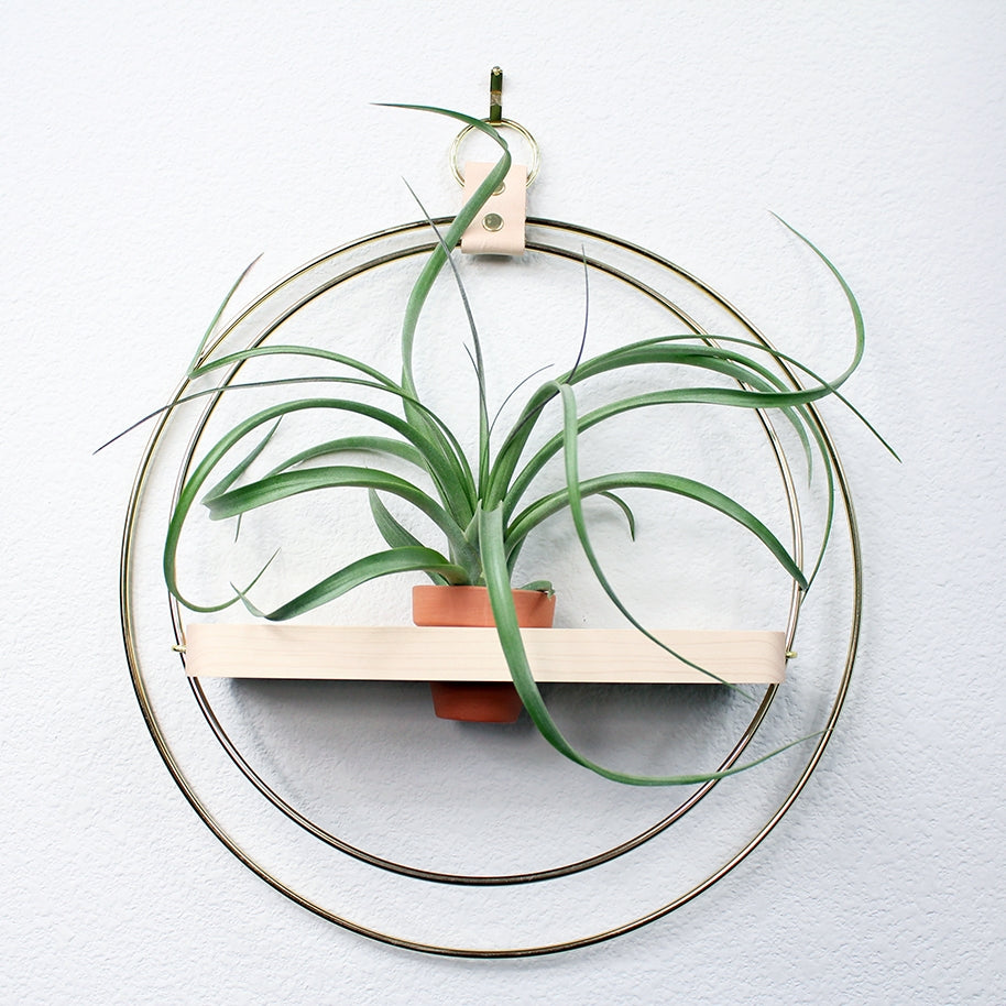 Two large brass rings hold an oak shelf in the middle. The oak shelf has a hole for a small terra cotta pot holding an air plant. Hangs by a leather strap and brass ring at top. White wall behind.